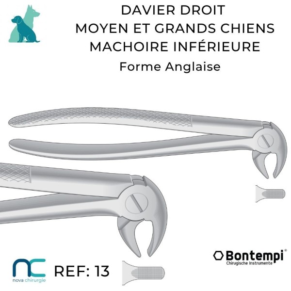 DAVIER DROIT INF - GRAND CHIEN - DENTISTERIE VET