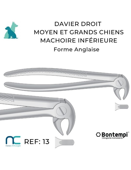 DAVIER DROIT INF - GRAND CHIEN - DENTISTERIE VET